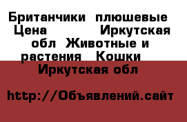 Британчики  плюшевые › Цена ­ 3 500 - Иркутская обл. Животные и растения » Кошки   . Иркутская обл.